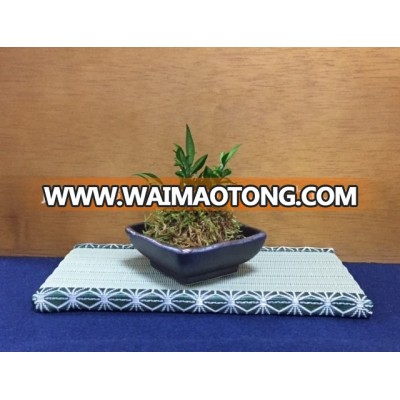 Japanese professional mini BONSAI at reasonable prices various artistic shape